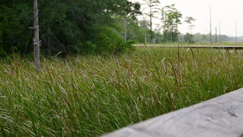 Tall Grass Swaying in Front of Trees Along a Wooden River Walk Stock Footage 247279226