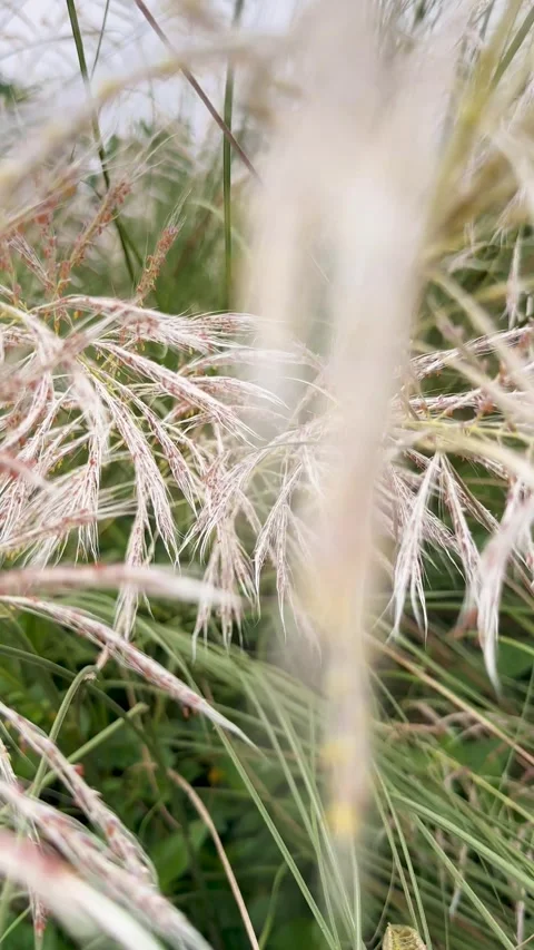 Tall Grass Swaying Gently in Breeze, Natural Texture, Looping Footage Stock Footage 345550039