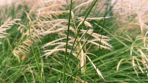 Tall Grass Swaying Gently in Breeze, Showcasing Natural Textures and Vibrant Stock Footage 345550247