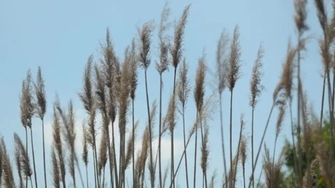 Tall grass swaying in strong wind against blue sky Stock Footage 343540171
