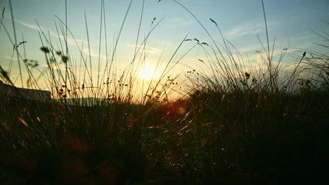 Tall grass swaying in sunset light with rack focus Stock Footage 346681713