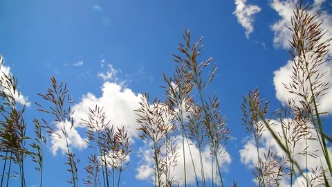 Tall grass swaying in wind against the backdrop of beautiful sky Stock Footage 80465114