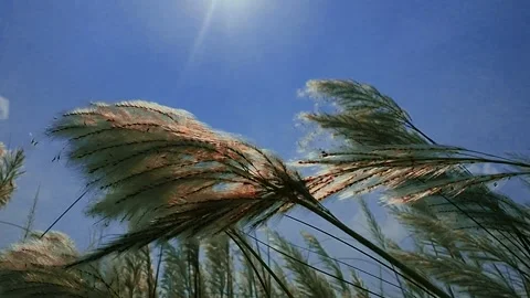 Tall Grass Swaying in the Wind Against Blue Sky Stock Footage 341816502