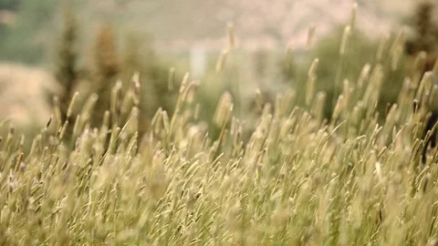 Tall grass swaying in the wind Stock Footage 76593358