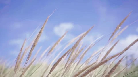 Tall grass swaying in the wind Video stock 155374382