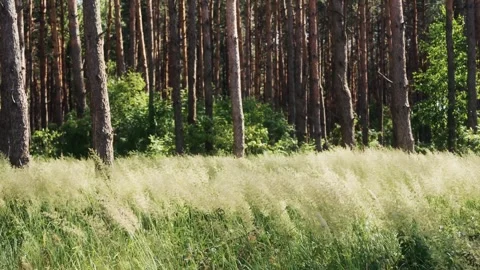 Tall Grass Swaying in the Wind at Forest Edge – Peaceful Nature Scene Stock Footage 310533475