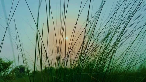Tall Grass Swaying in the Wind at Sunset Stock Footage 341816396