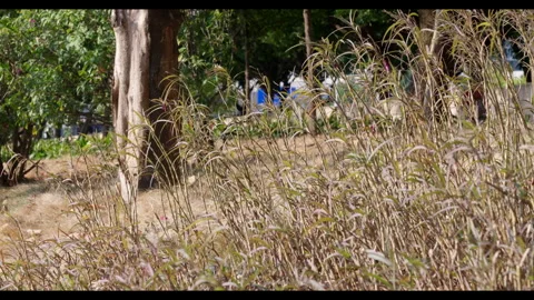 Tall Grass Swaying in Wind with Trees in Urban Park for Mindfulness Use Stock Footage 328162905