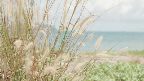 Tall grass sways gently by ocean, with bright sea and calm evening sunlight Stock-Footage 307683393