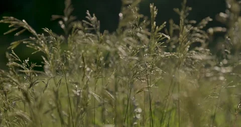 Tall Grass Sways in Light Breeze at Golden Hour Stock Footage 281343092
