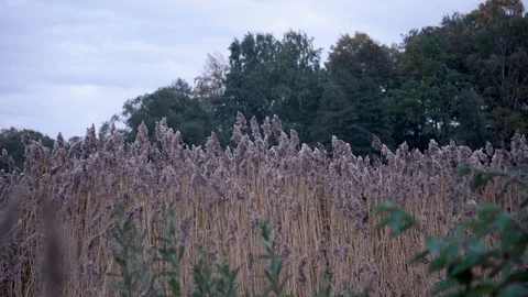 Tall grass sways in the wind against a background of trees and sky Stock Footage 102055503