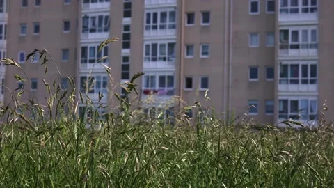 Tall grass sways in the wind close-up, behind the city, an apartment building. Stock Footage 221804218