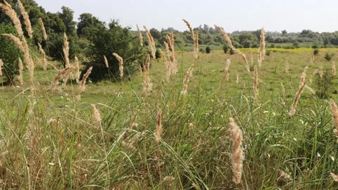Tall grass sways in the wind in a field Stock Footage 210205077