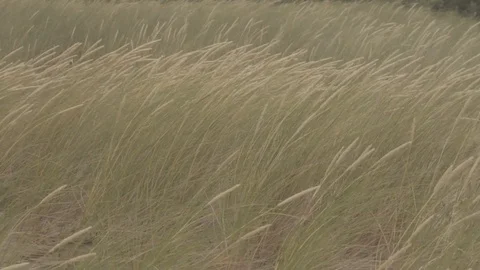 Tall grass sways in the wind Stock-Footage 97777517