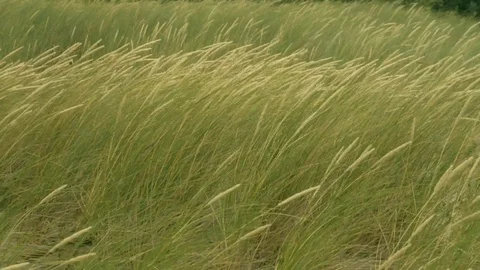 Tall grass sways in the wind Stock-Footage 97777521