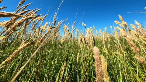 The tall grass sways in the wind. Stock Footage 157158741