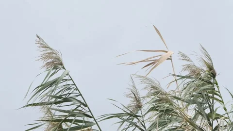 Tall grass sways in wind Stock Footage 168310952