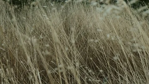Tall grass sways in the wind. New Zealand flax. The wind before the rain shakes Stock Footage 247128641