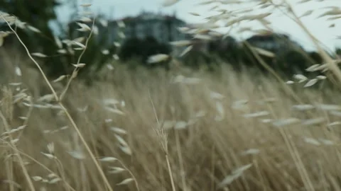 Tall grass sways in the wind. New Zealand flax. The wind before the rain shakes Stock Footage 247128751