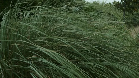 Tall grass sways in the wind. New Zealand flax. The wind before the rain shakes Stock Footage 247128935