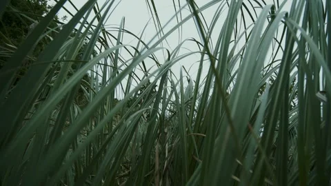 Tall grass sways in the wind. New Zealand flax. The wind before the rain shakes Stock Footage 247128998