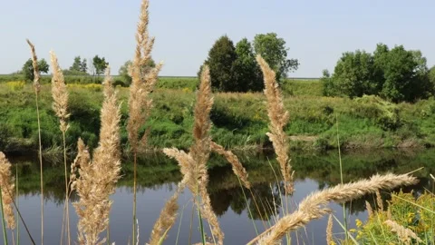 Tall grass sways in the wind by the river Stock Footage 206132797