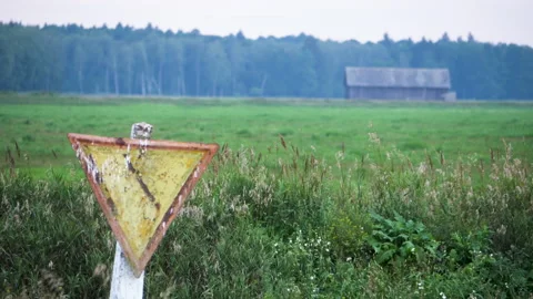 Tall grass sways in the wind. summer. close-up. on the background of a road sign Stock Footage 195096193