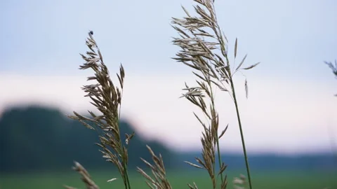 Tall grass sways in the wind. summer. close-up. high grass Stock Footage 195096598