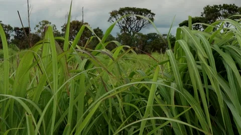 Tall Grass with Trees in the Background Video stock 296415263