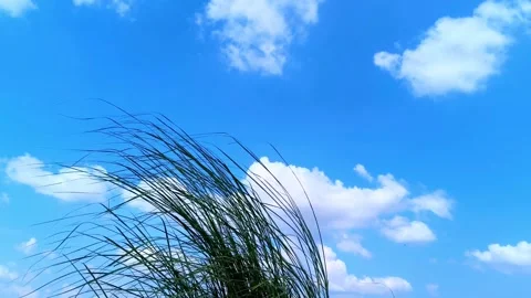 Tall Grass Waving In The Breeze Under Bright Blue Sky Stock Footage 345315818