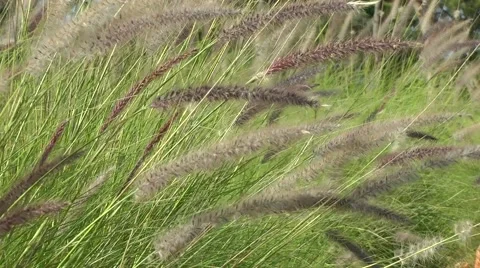 Tall Grass Waving In Wind Stock Footage 45867097