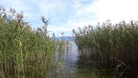Tall grass waving in wind by Lake Ohrid, Macedonia Stock Footage 80500823