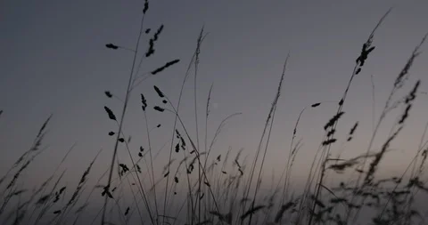 Tall grass waving in the wind at sunset Stock Footage 104200701