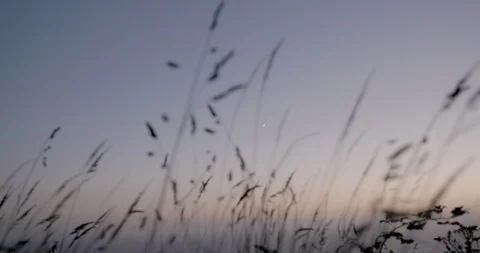 Tall grass waving in the wind at sunset Video stock 145277611
