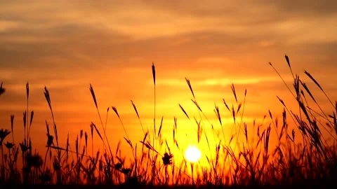 Tall grass weaving in the wind at sunset Video stock 158075629