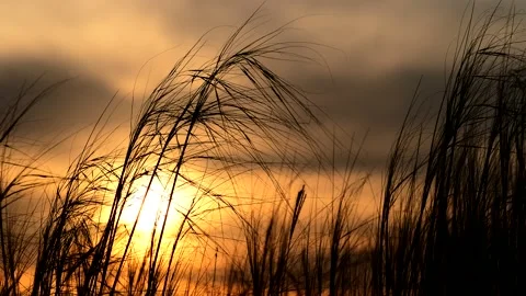 Tall grass weaving in the wind at sunset Stock Footage 158085098
