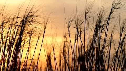 Tall grass weaving in the wind at sunset Stock Footage 158138664