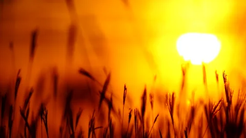 Tall grass weaving in the wind at sunset Stock Footage 158424660