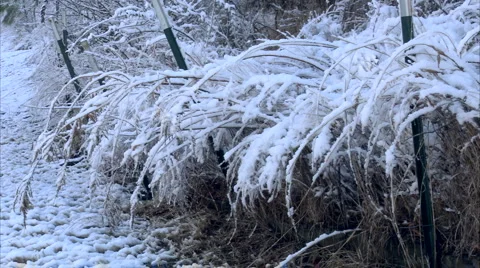 Tall grass weighed down by snow 動画素材 1052116
