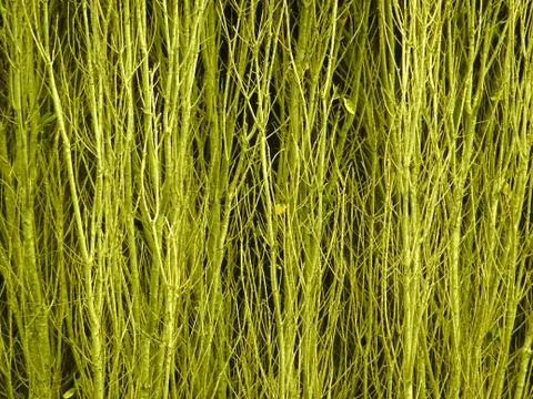 Tall Grass In The Wilderness Background Stock Photos