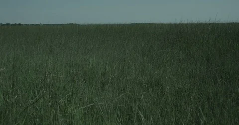 Tall Grass in the Wind 4K Vídeos de archivo 83862666