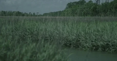 Tall Grass in the Wind 4K Vídeos de archivo 84044766