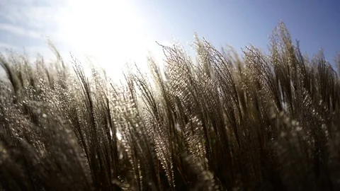Tall grass in the wind against the sun and blue sky Stock Footage