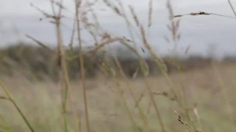 Tall grass in wind with barbed wire fence in background Stock Footage 172170099