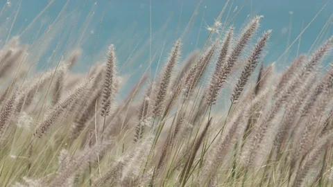 Tall grass in wind close up against teal ocean background RED 4K slowmo Stock Footage 109418941