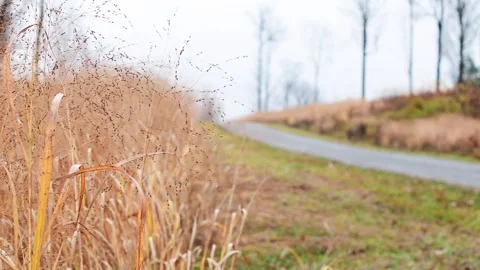 Tall grass in the wind with dirt road in the background Stock Footage 254586313