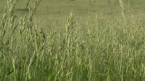Tall grass in the wind Stock Footage 555611