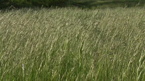 Tall grass in the wind Stock Footage 555709
