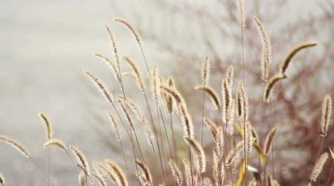 Tall Grass in the Wind Stock Footage 25001649