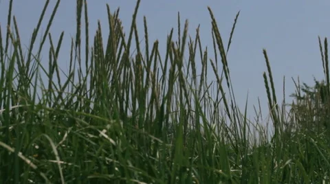 Tall Grass in the wind Stock Footage 40975766